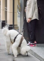 スタンダード　プードル～