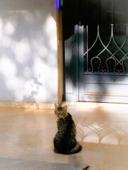 朝陽も　トラちゃんファンのトラ柄～～♪☆