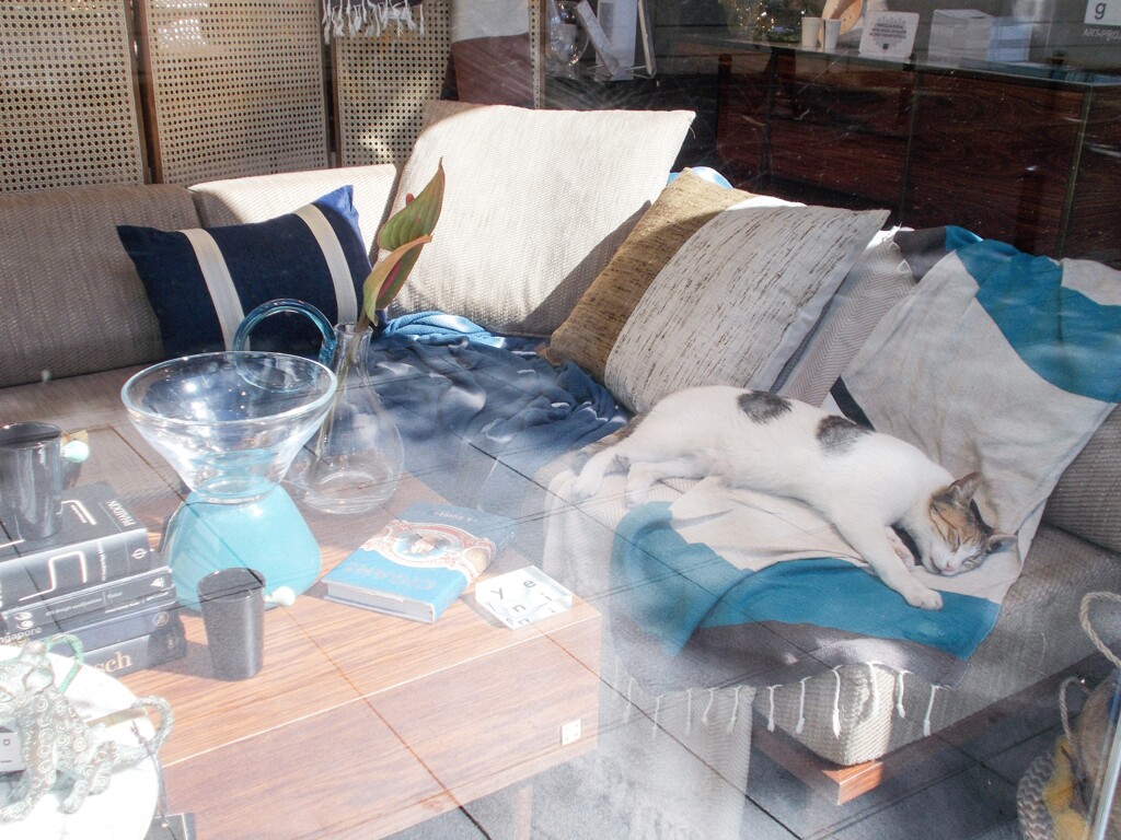 開店前のインテリアショップで朝寝するドラニャン～.。o○