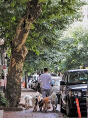 後ろ姿…　男と犬たち…