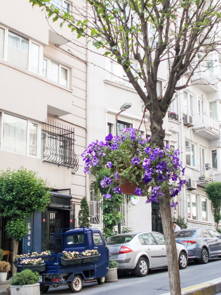 むらさきのゆかり～～