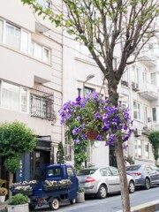 むらさきのゆかり～～