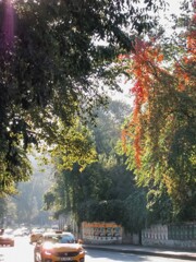朝いつもの道～　また　君に恋してる～♬～