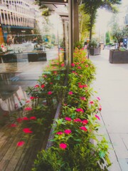 赤い花が咲いてた…