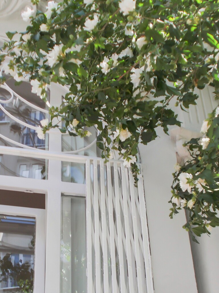 白い八重のムクゲの街路樹が続く道～