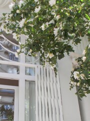 白い八重のムクゲの街路樹が続く道～