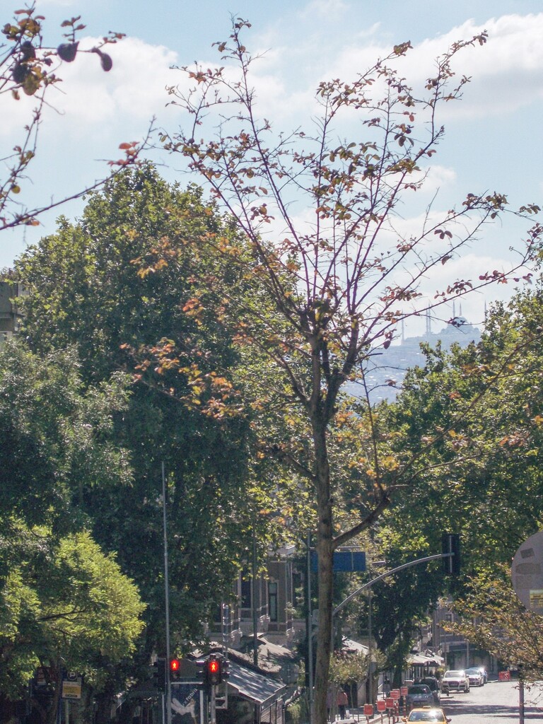 イスタンブール～♡～冬　裸樹になるともっと素敵な展望が…