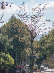 イスタンブール～♡～冬　裸樹になるともっと素敵な展望が…