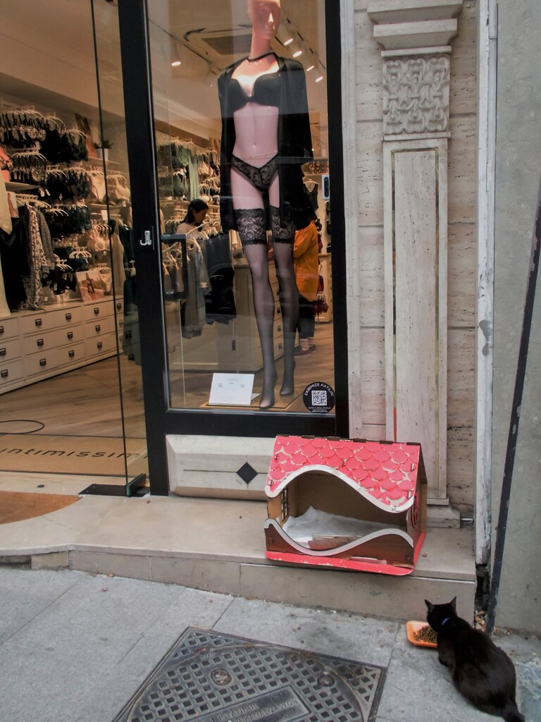 黒ネコ化身～～★