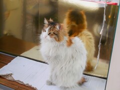 金色の野良ちゃん～☆