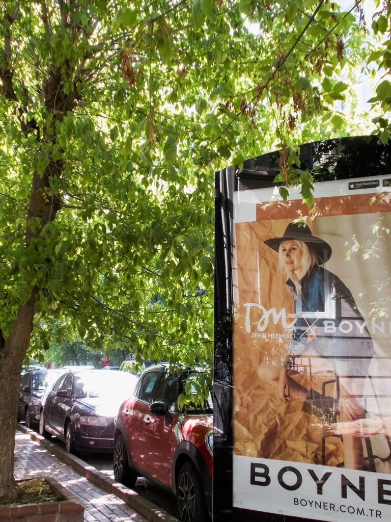 眩しく～萌える街路樹✨～☆