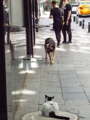 いつも歩み寄るのはワンちゃんから…