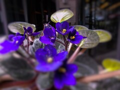 紫の朱を奪う～～