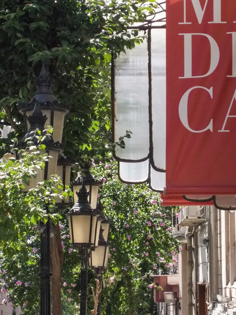 夏　眩しさの中で街路樹のムクゲが満開＊＊＊