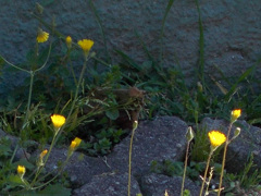 少し遠回りして買い出し　タンポポが光ってた…