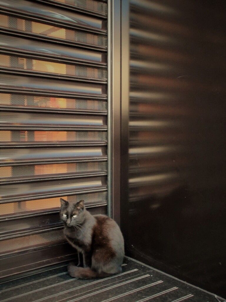 黒猫～★