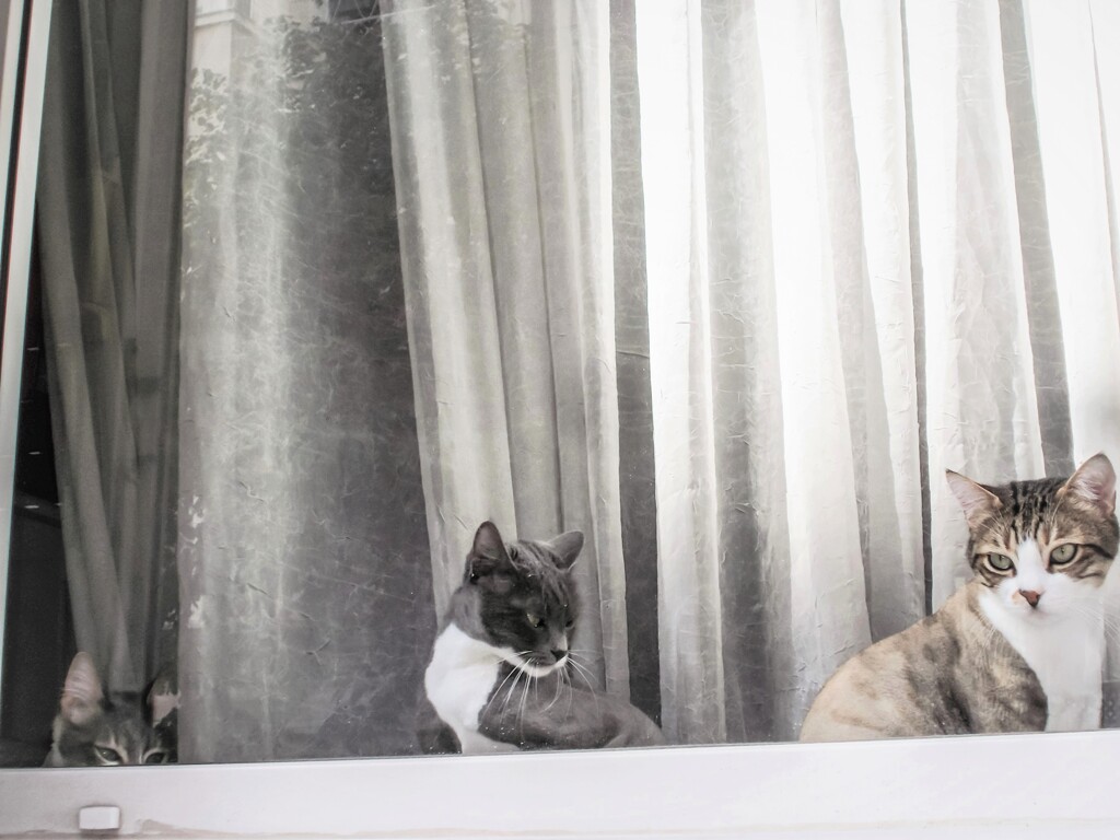 ド～♪　ミ～♪　ソ～♪　にゃん～　ニャン↗　ニャ～ン↑♪～