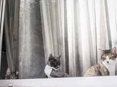 ド～♪　ミ～♪　ソ～♪　にゃん～　ニャン↗　ニャ～ン↑♪～