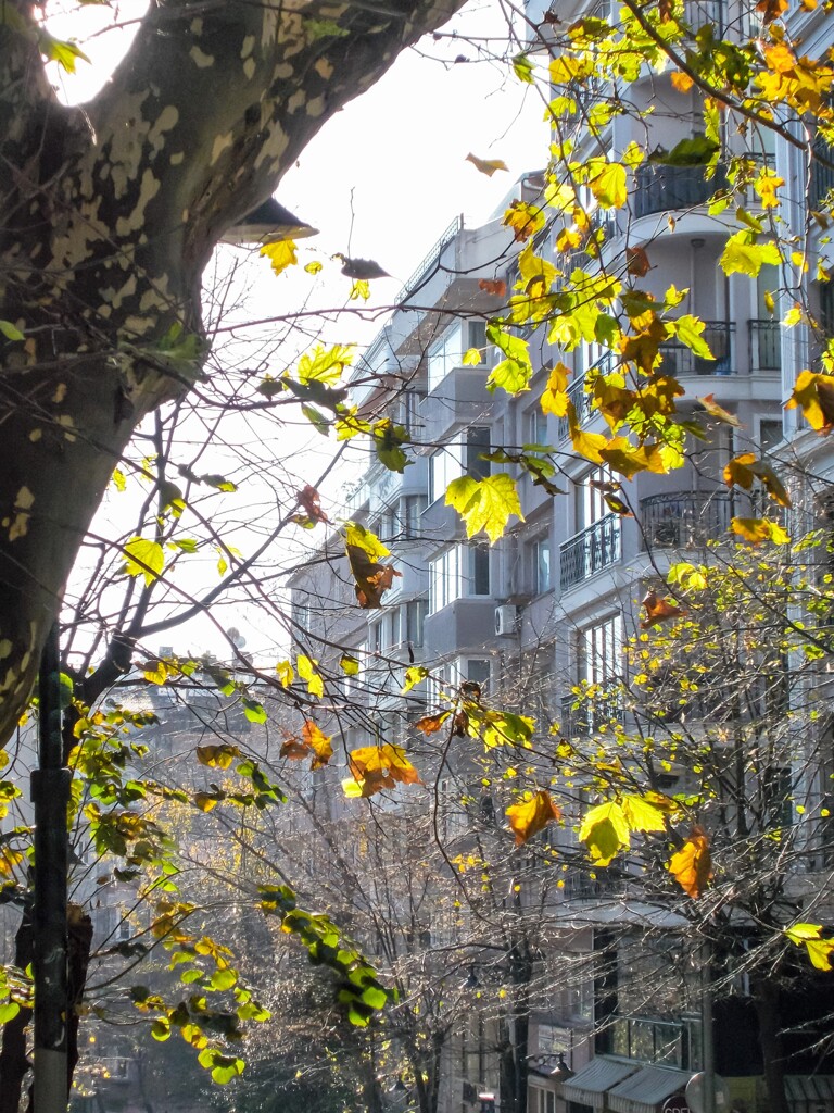 夫々の季節　瞬間に最大限の美しさを見せてくれる自然～✨