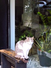 観葉植物だって見劣っちゃう…美しきニャン…