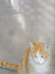 花占い～来る　来にゃい　来る　来にゃい・・・