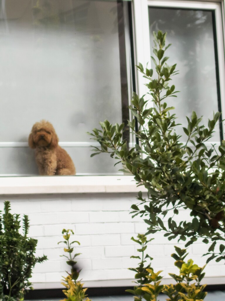 窓辺のワンちゃん～♡　生きてた～♪