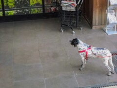 全身で飼い主さんを待つ～　＠スーパー