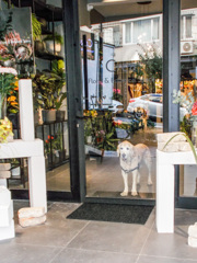 花屋さんちの子　バリバリ成長中～