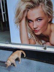 こんな感じかニャ？　どう？