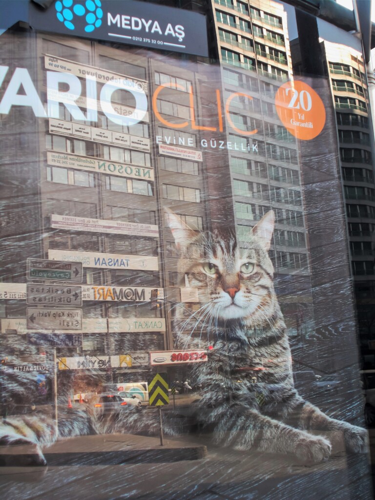 ニャン：貫禄編　市長選だって～