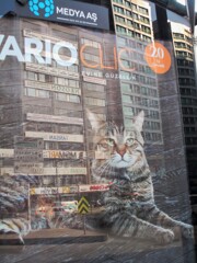 ニャン：貫禄編　市長選だって～