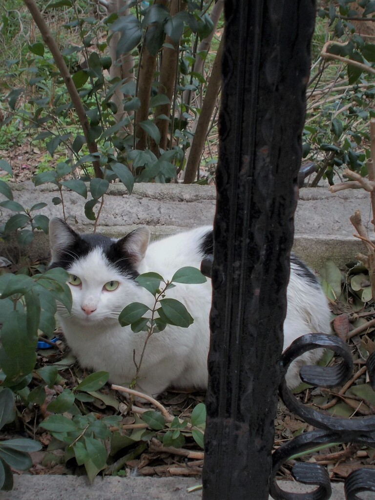 野良たんも喪中…みんなおとなしいんです…最近…