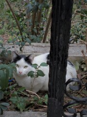 野良たんも喪中…みんなおとなしいんです…最近…