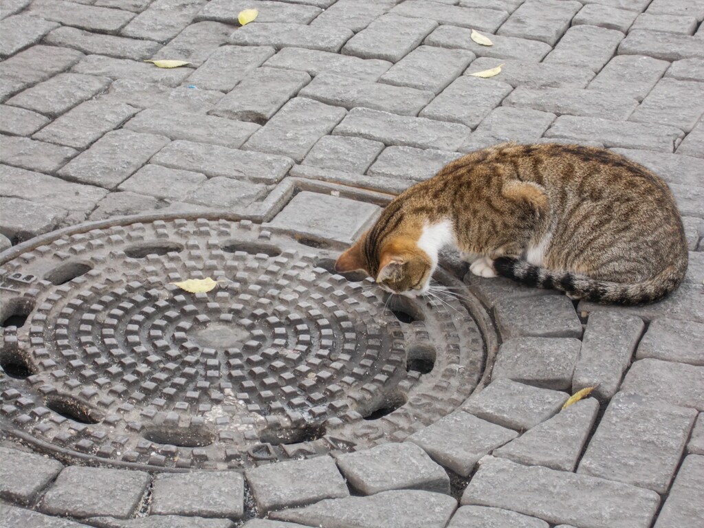 ど真ん中　私達避けて通ります～