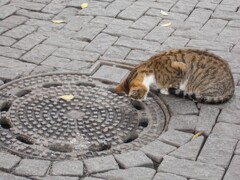 ど真ん中　私達避けて通ります～