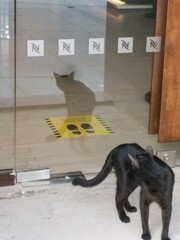 黒水仙～　きれいだ！ニャン～♡