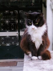 眉毛もおひげも　パチパチ松葉花火～☆.。o○☆