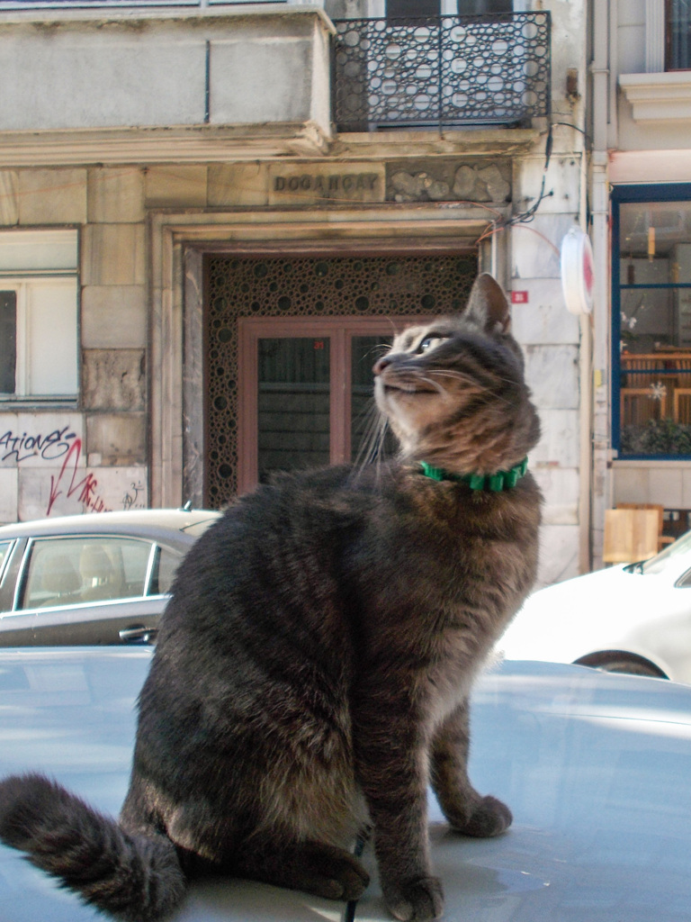 このアングルで撮ってニャって～