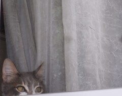 じ～と　何見てるの…？