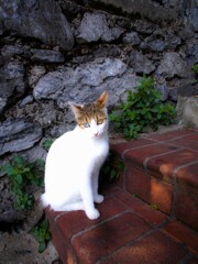 Topağacı  トパージ通りの　”まだあげそめし前髪の～～”