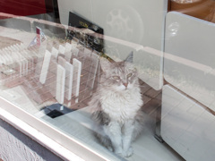 タイル屋さんちのネコ