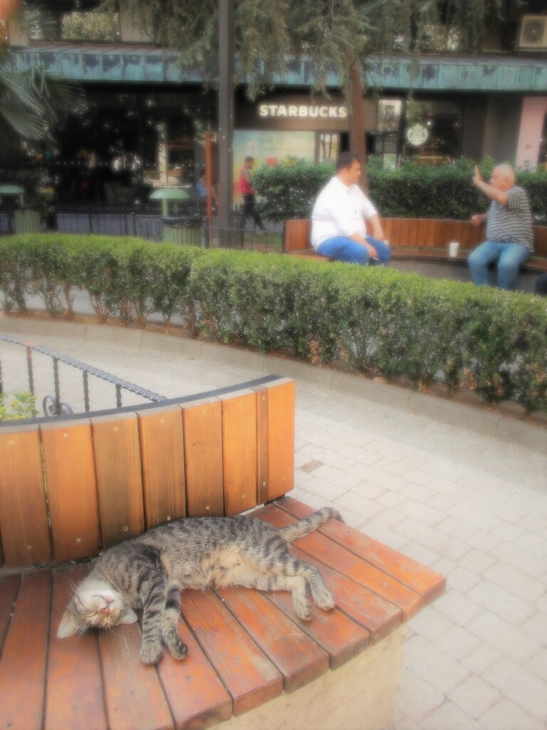 小粒で豪快なトラ～～