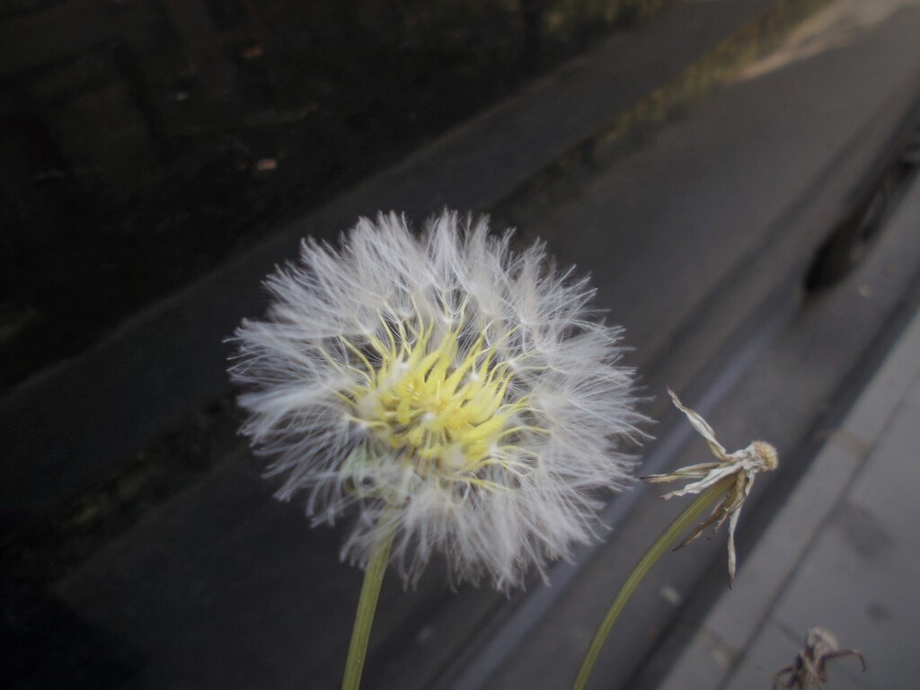 綿帽子　花言葉…別離～