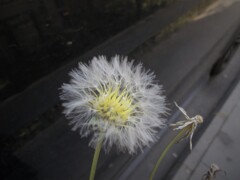 綿帽子　花言葉…別離～