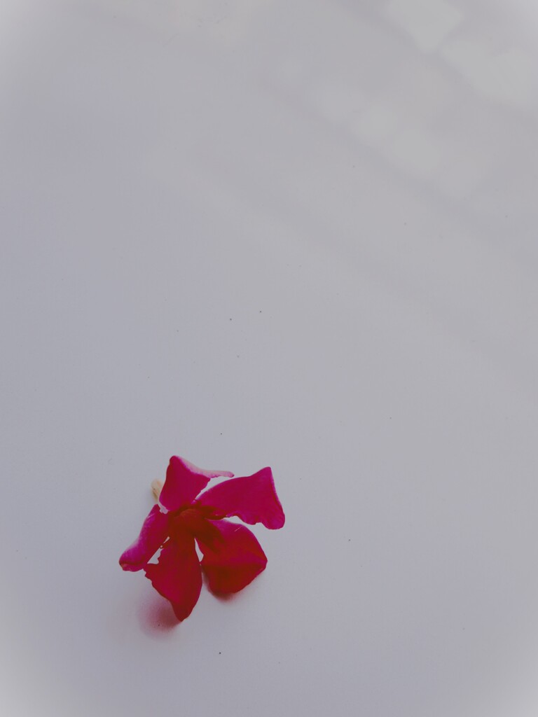紅い花…涙。