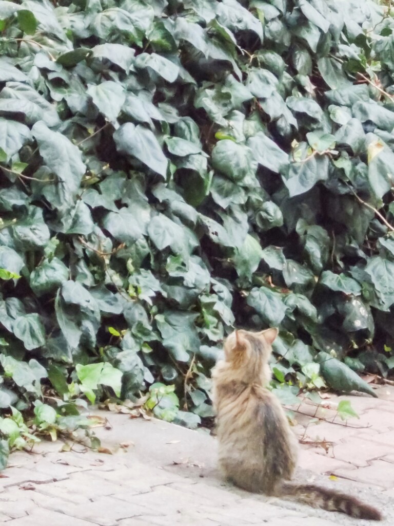 九九練習中　にゃんニャンが４　にゃんミャンが６・・・