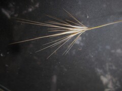 ひとおもいに～～