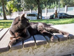 黒ヒョウ～黒たん～♡