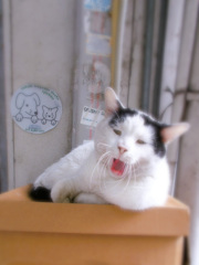 寝不足ニャ～～ン～～