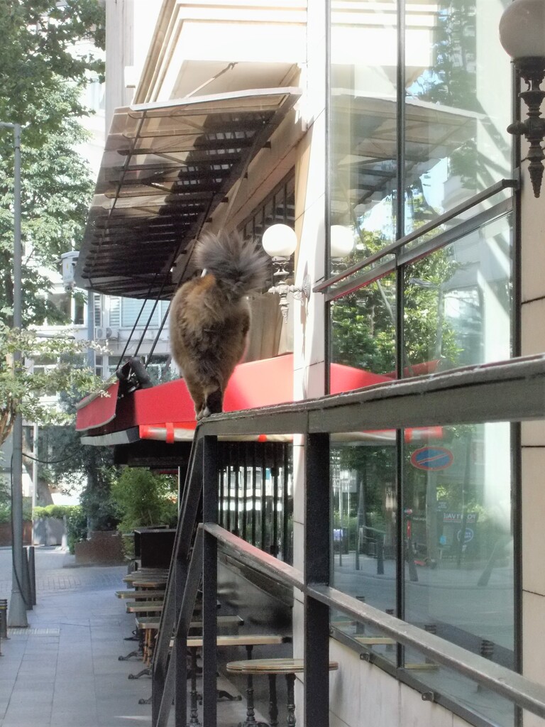 グラマーニャン　”見ててね”　って言われた～♪